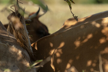 A couple of cows standing closely next to one another under the sheltering shade provided by a large tree