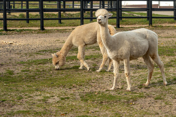 Obraz premium Two Alpacas Grazing in a Peaceful Countryside Farm
