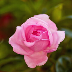 Garden, environment and rose with petals in nature for eco friendly, blossom and growth in summer. Outdoor, floral and plant with flower by greenery for blooming, botany and natural sustainability