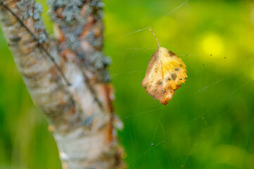 A dry, yellow leaf is suspended from a spiderweb in front of a tree trunk. The background is a blurred green, with hints of yellow.
