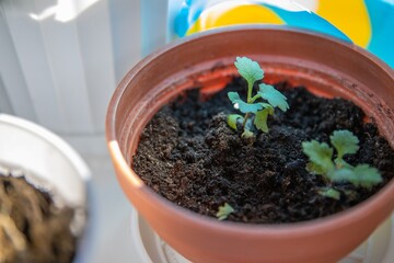 Green plant against the Ukrainian flag: a symbol of rebirth, hope, and growth