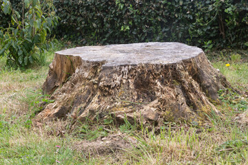 Stump in a forest