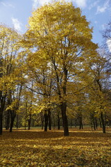 Walks in the park. Bright colors of golden autumn. Golden yellow leaves on the maples.