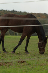 Obraz premium A majestic black horse is peacefully grazing in a lush, green grassy field, enjoying the beautiful and tranquil natural surroundings