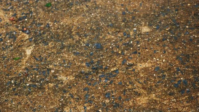 Blackchin tilapia fish in clear flowing water, Alien species of fish in Thailand