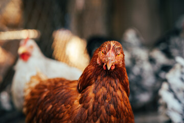 A close-up of a brown hen observing its surroundings in a garden during a sunny afternoon in the countryside