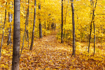 Path covered in dry leaves winding through beautiful woods in fall foliage in the Cap-Rouge area, Quebec City, Quebec, Canada
