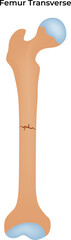 Femur Transverse Colorful Vector Illustration