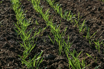 Young wheat seedlings growing in a field. Young green wheat growing in soil. agriculture. Sprouts of rye