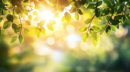 Obraz premium Blurry green trees with sky and sunlight, bokeh effect