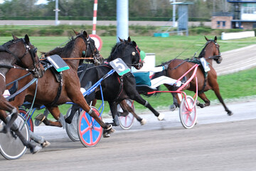 Racing horses trots and rider on a track of stadium. Competitions for trotting horse racing. Horses compete in harness racing. Horse runing at the track with rider.
