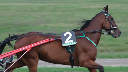 Obraz premium Racing horses trots and rider on a track of stadium. Competitions for trotting horse racing. Horses compete in harness racing. Horse runing at the track with rider. 