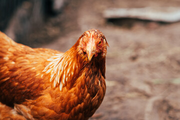 A close-up of a brown hen observing its surroundings in a garden during a sunny afternoon in the countryside
