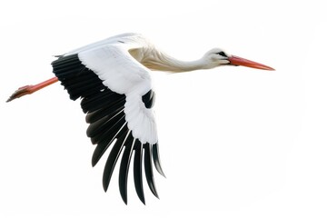 Graceful stork in flight