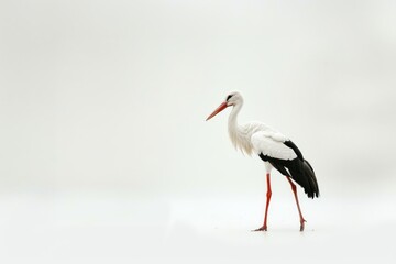 Elegant stork on white background