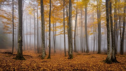 Obraz premium Foggy forest with soft light