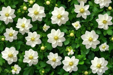 Fototapeta premium Vibrant white trillium flowers bloom in lush greenery
