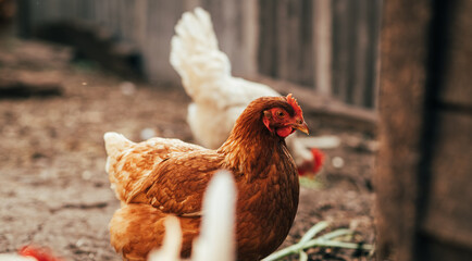 A close-up of a brown hen observing its surroundings in a garden during a sunny afternoon in the countryside