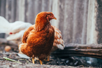 A close-up of a brown hen observing its surroundings in a garden during a sunny afternoon in the countryside