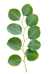 Fototapeta premium Set of green eucalyptus leaves isolated on white background with clipping path. Full Depth of field. Focus stacking. PNG