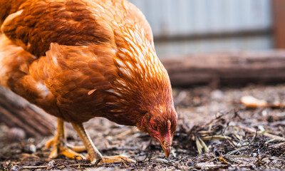 Brown hen foraging near a chicken coop with other hens in a sunny backyard setting during the afternoon © Anton Dios
