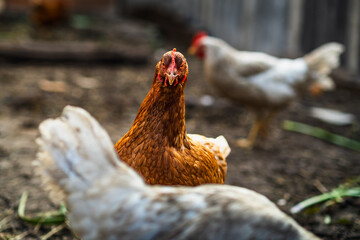 A close-up of a brown hen observing its surroundings in a garden during a sunny afternoon in the countryside