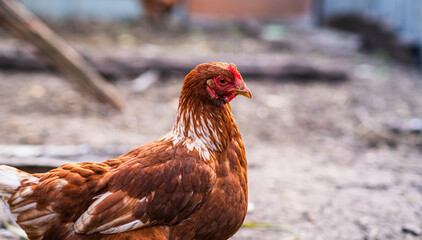 A close-up of a brown hen observing its surroundings in a garden during a sunny afternoon in the countryside
