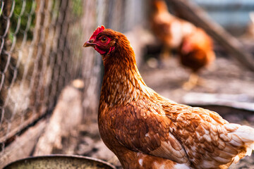 A close-up of a brown hen observing its surroundings in a garden during a sunny afternoon in the countryside