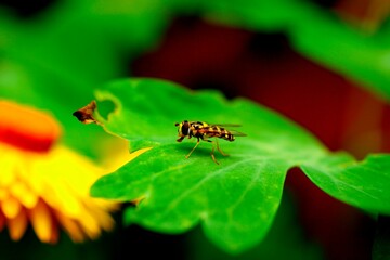 Close up of a common Hoverfly with good detail of honeycomb eye and body, standing on a vibrant green leaf 