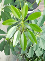 leaves in the garden