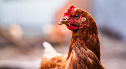 A close-up of a brown hen observing its surroundings in a garden during a sunny afternoon in the countryside