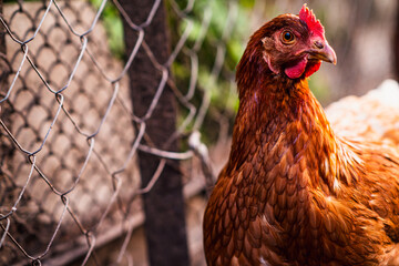 A close-up of a brown hen observing its surroundings in a garden during a sunny afternoon in the countryside