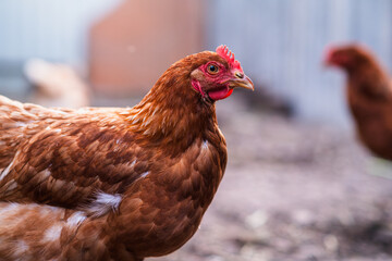 A close-up of a brown hen observing its surroundings in a garden during a sunny afternoon in the countryside