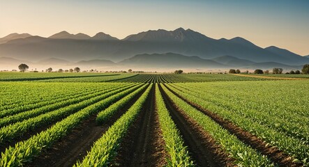 Farming fields with crop rows and mountains background neatly arranged agricultural lands stretching toward impressive mountain silhouettes