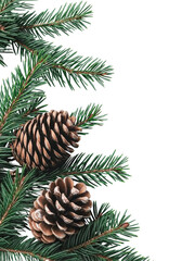 Fototapeta premium Christmas fir tree branches, green pine tree, spruce twigs, natural brown pinecones on transparent background