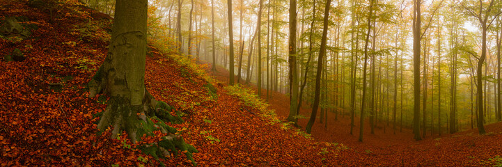 Autumn forest