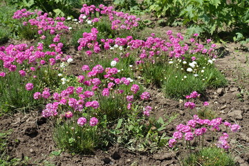 Obraz premium A lot of pink flowers of Armeria maritima in May