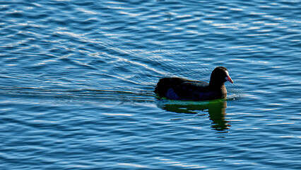 A common coot swims in a blue lake on a sunny day