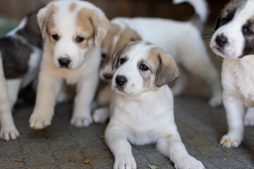Adorable Kangal Puppies: Future Guardians with Heartwarming Charm