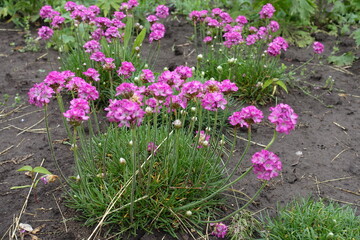 Obraz premium Florescence of pink Armeria maritima in mid May