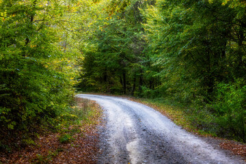 Obraz premium Scenic Journey Through Leafy Country Roads