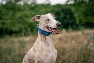 Fototapeta premium A close up portrait of a happy whippet with a blue denim collar enjoying a summer breeze, panting, smiling