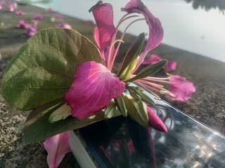 Reflection of Mountain Ebony or Kanchnaar plant flowering. Bauhinia Variegata" is a flowering plant and use to make medicines for different diseases. Nature Background.