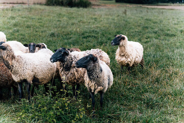 black-faced sheep in lush countryside field