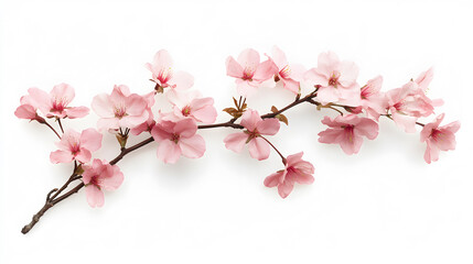 Delicate branch of pink cherry blossoms isolated on white background.