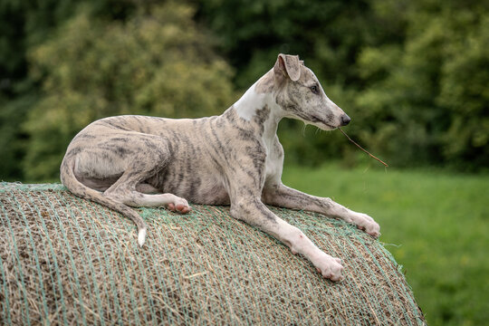 Young cute blue brindle whippet puppy dog resting on a hay bale, chewing a stick