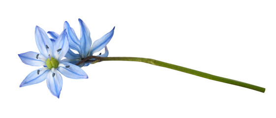 Blue scilla flowers isolated on white or transparent background