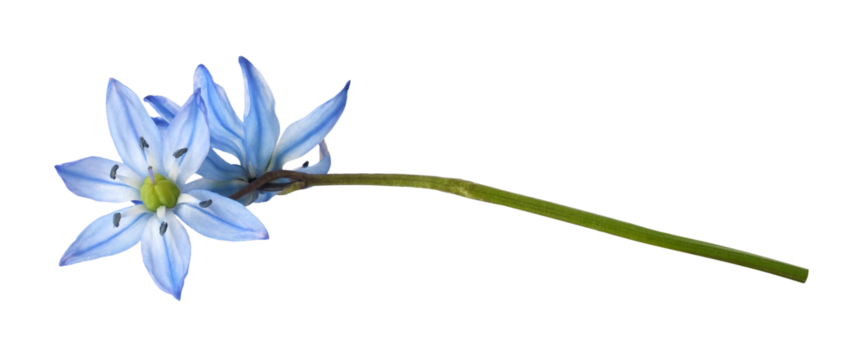Blue scilla flowers isolated on white or transparent background