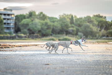 3 brindle and white whippet dogs running full speed on a sandy beach at sunrise, playing and enjoying