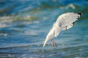 Ostseebad Kühlungsborn